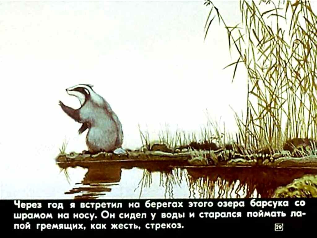 Идея произведения барсучий нос. Барсучий нос. К. Паустовский "барсучий нос". Барсучий нос 1982. Рисунок к рассказу барсучий нос.