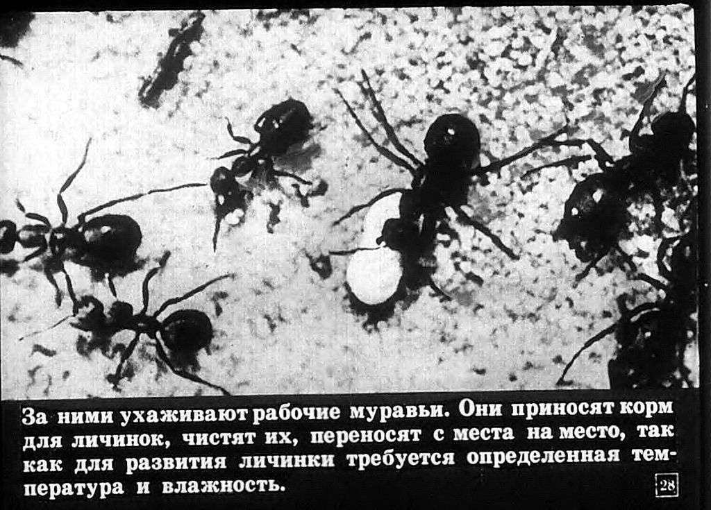Хищные жуки, муравьи, наездники