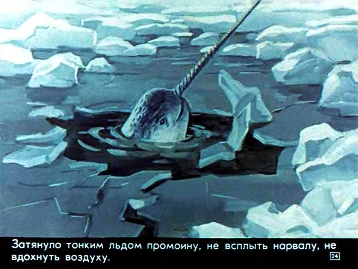 С.Сахарнов. Кто живёт в холодном море