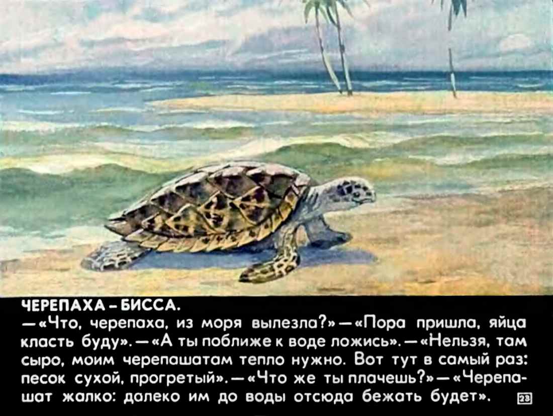 С.Сахарнов. Кто живёт в тёплом море