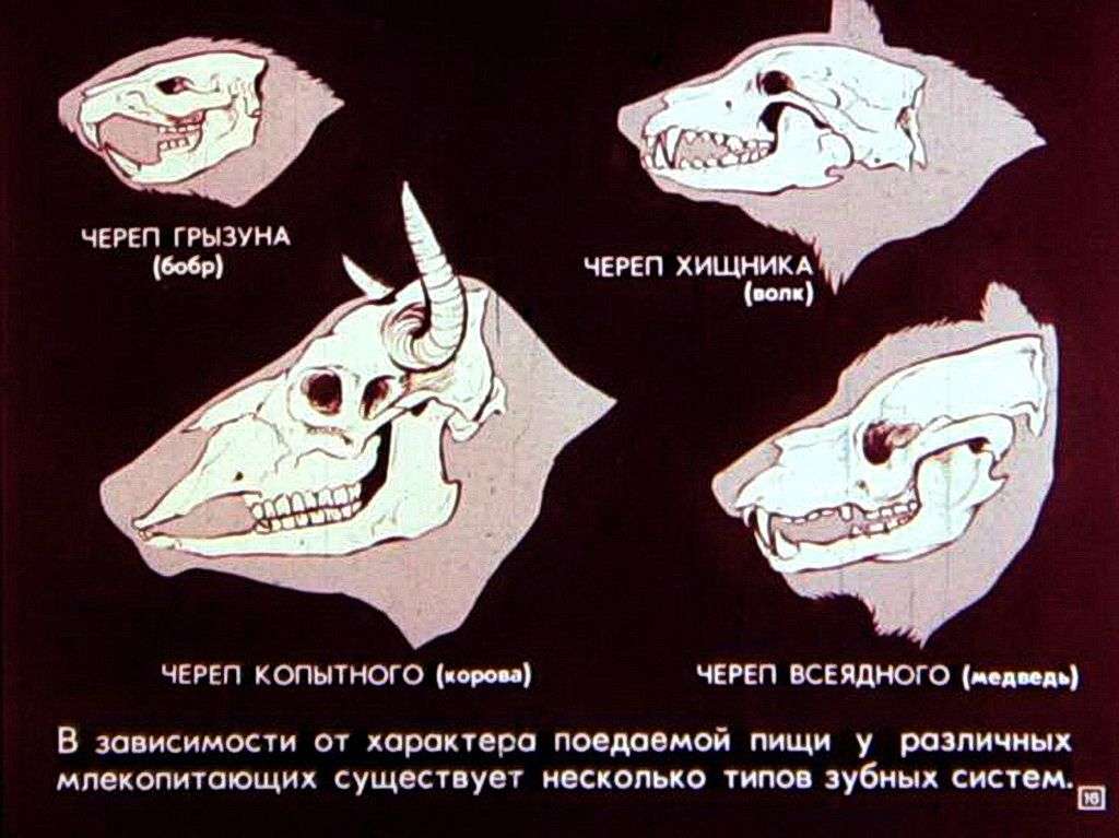 Почему зубы млекопитающих отличаются. Череп хищных и травоядных. Строение зубов травоядных. Череп травоядного млекопитающего. Строение черепа хищников и травоядных.