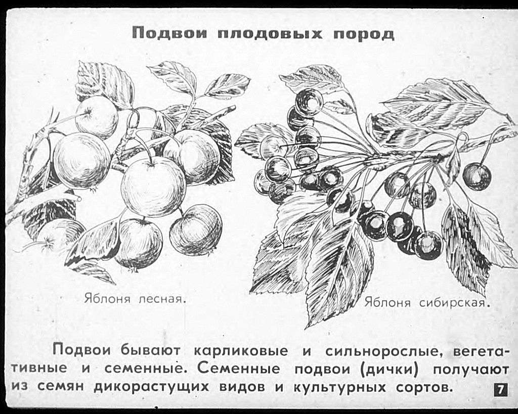 Плодово-ягодный сад и питомник