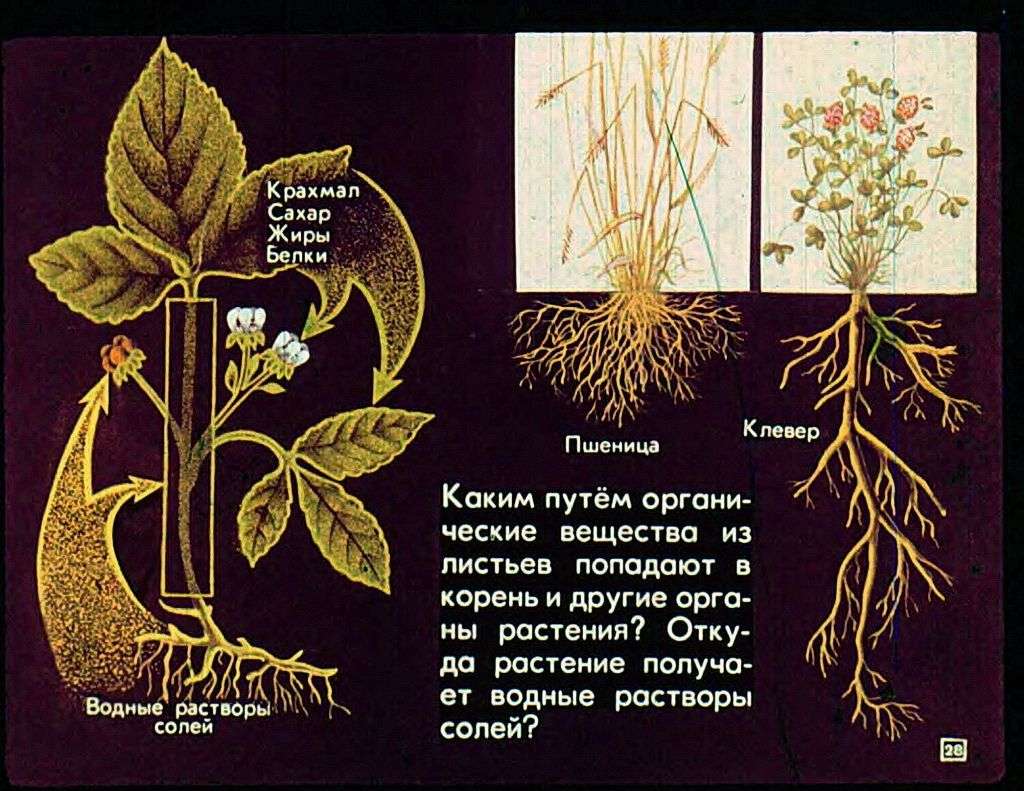 Растение — целостный организм
