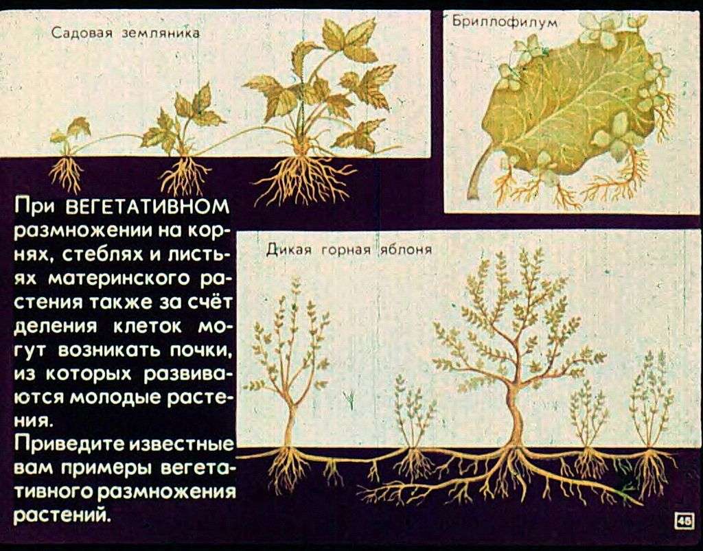 Растение — целостный организм