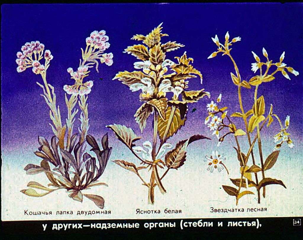 Сезонные явления в жизни растений