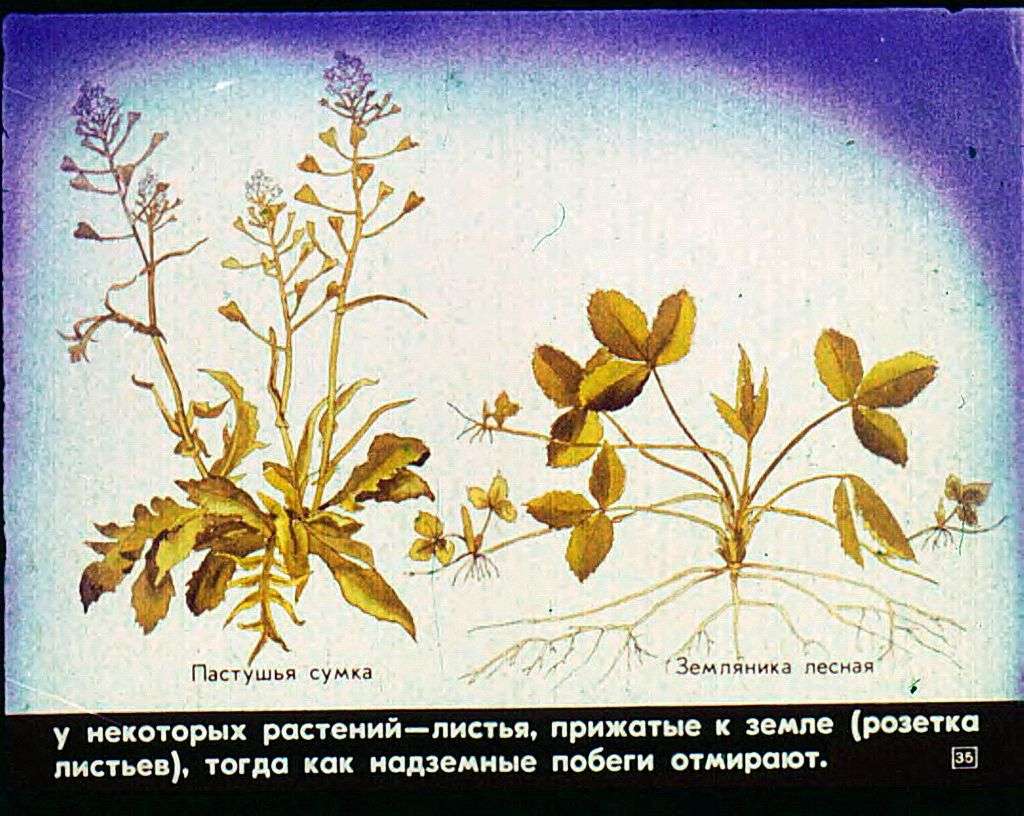 Сезонные явления в жизни растений