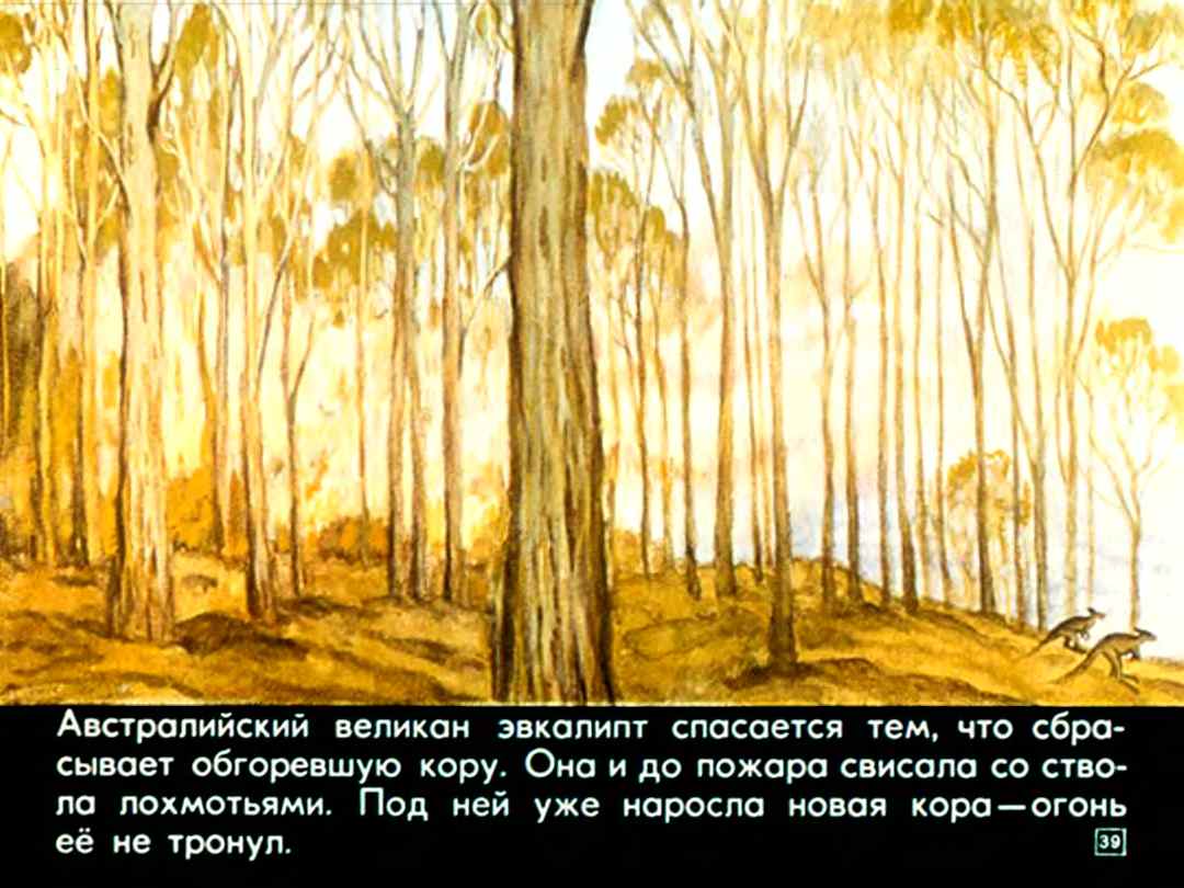 Н.Осипов. Заколдованные деревья