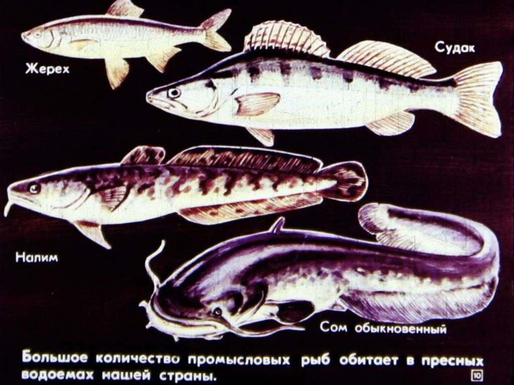 Значение рыб и охрана рыбных богатств